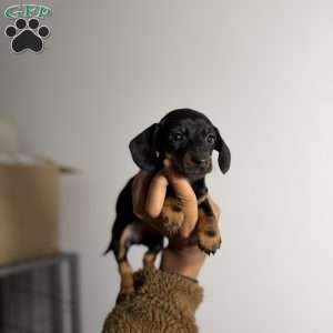 Poppy, Dachshund Puppy