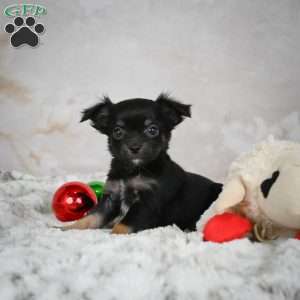 Buddy, Chihuahua Puppy