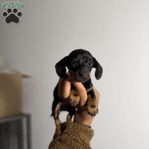 Chrome, Dachshund Puppy