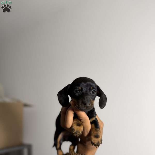 Chrome, Dachshund Puppy