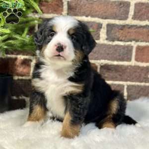 Bruno, Bernese Mountain Dog Puppy