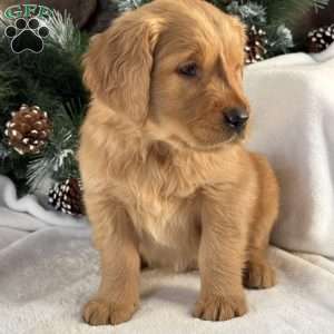 Charlie, Golden Retriever Puppy