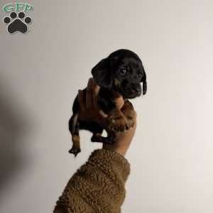 Chrome, Dachshund Puppy