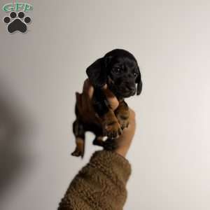 Chrome, Dachshund Puppy