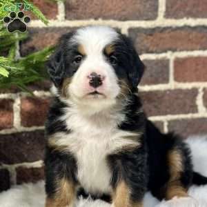 Bruno, Bernese Mountain Dog Puppy