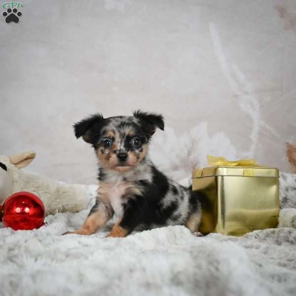 Melany, Chihuahua Puppy