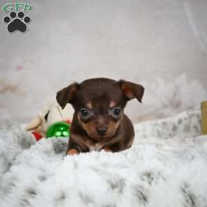 Rumor, Chihuahua Puppy