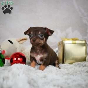 Rumor, Chihuahua Puppy