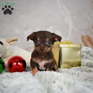 Rumor, Chihuahua Puppy
