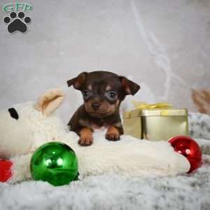 Rumor, Chihuahua Puppy