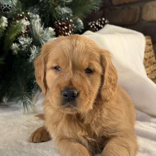 Charlie, Golden Retriever Puppy