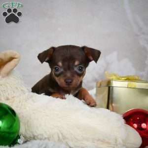 Rumor, Chihuahua Puppy