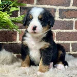 Baxter, Bernese Mountain Dog Puppy