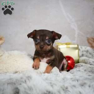 Rumor, Chihuahua Puppy