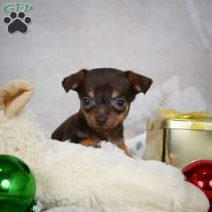 Rumor, Chihuahua Puppy