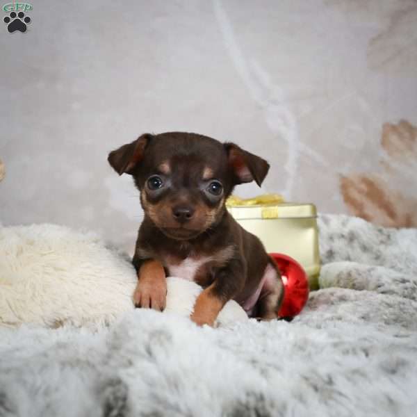 Rumor, Chihuahua Puppy