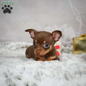 Keenan, Chihuahua Puppy