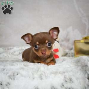 Keenan, Chihuahua Puppy