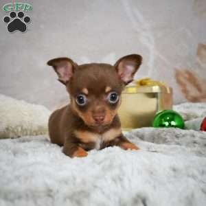 Keenan, Chihuahua Puppy