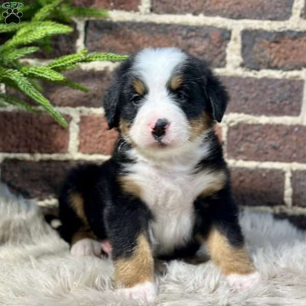 Baxter, Bernese Mountain Dog Puppy