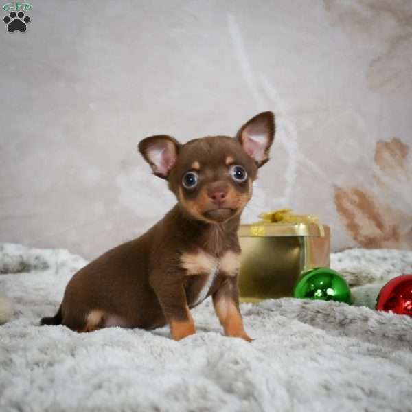 Keenan, Chihuahua Puppy