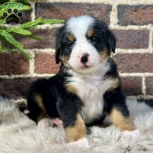 Baxter, Bernese Mountain Dog Puppy