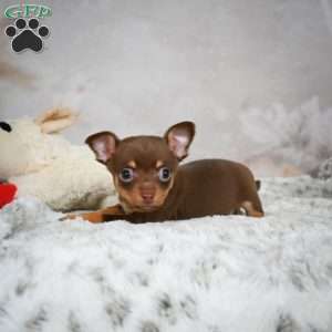 Keenan, Chihuahua Puppy