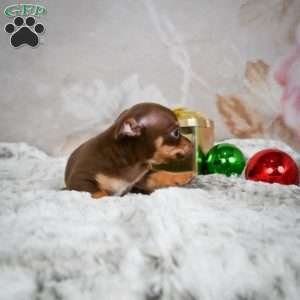 Keenan, Chihuahua Puppy