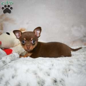 Keenan, Chihuahua Puppy