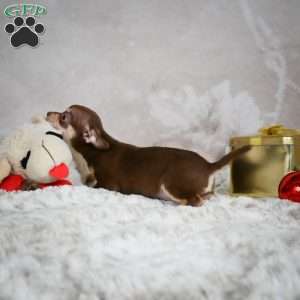 Kenna, Chihuahua Puppy