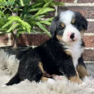 Baxter, Bernese Mountain Dog Puppy