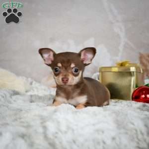 Kenna, Chihuahua Puppy