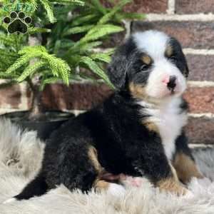 Baxter, Bernese Mountain Dog Puppy