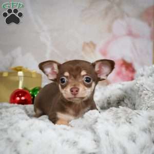 Kenna, Chihuahua Puppy