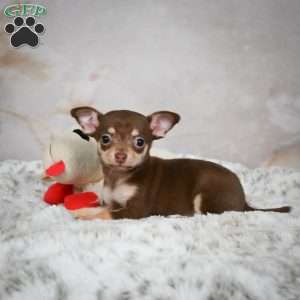 Kenna, Chihuahua Puppy