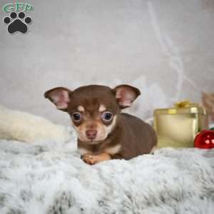 Kenna, Chihuahua Puppy
