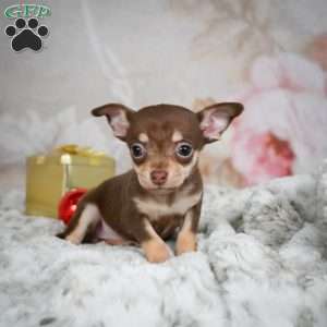 Kenna, Chihuahua Puppy