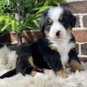 Baxter, Bernese Mountain Dog Puppy