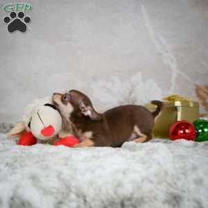 Kenna, Chihuahua Puppy