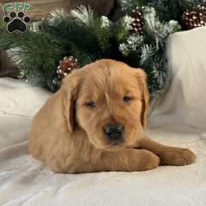 Charlie, Golden Retriever Puppy
