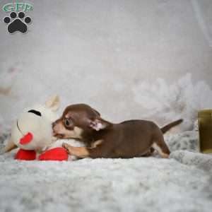 Kenna, Chihuahua Puppy