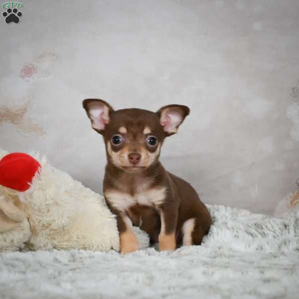 Kenna, Chihuahua Puppy