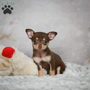 Kenna, Chihuahua Puppy