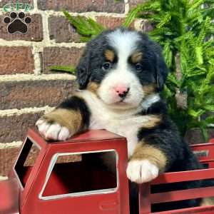 Bailey, Bernese Mountain Dog Puppy
