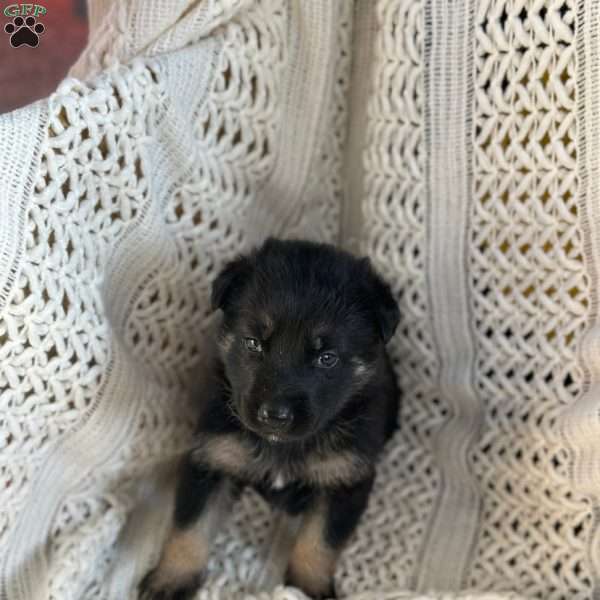 Drifter, German Shepherd Puppy