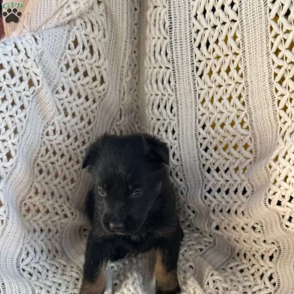 Ranger, German Shepherd Puppy