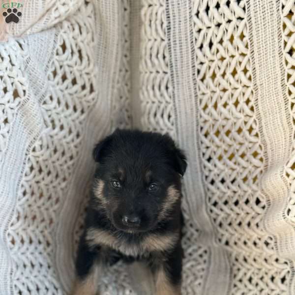 Bondi, German Shepherd Puppy