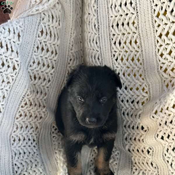 Rain, German Shepherd Puppy