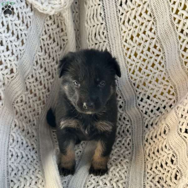 Birdi, German Shepherd Puppy