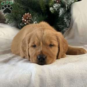 Charlie, Golden Retriever Puppy